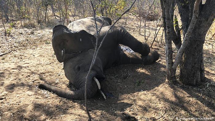 Muerte de elefantes jóvenes trae desconcierto