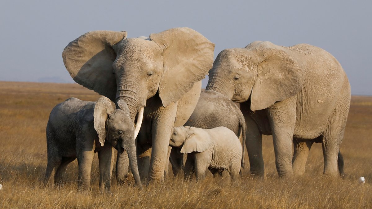 Hay un «Boom» de bebés elefantes en Kenya