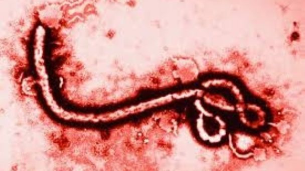 Virus Chapare: Una nueva enfermedad que amenaza a Latinoamérica y el mundo desde Bolivia