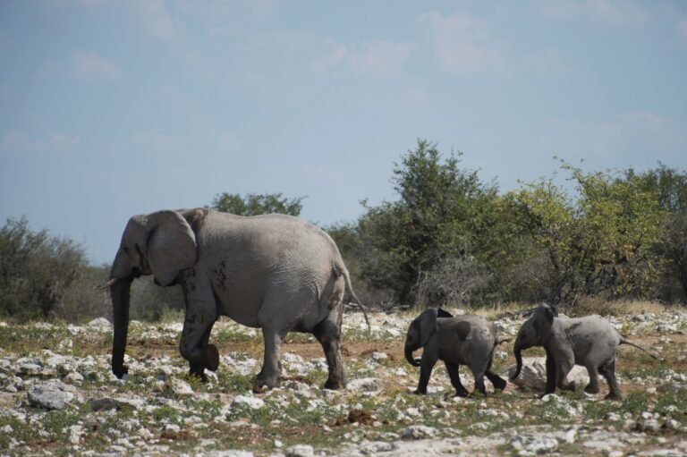 Namibia venderá 170 elefantes salvajes