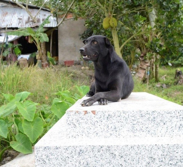 Mino, la mascota que no abandona la tumba de su amigo de dos años