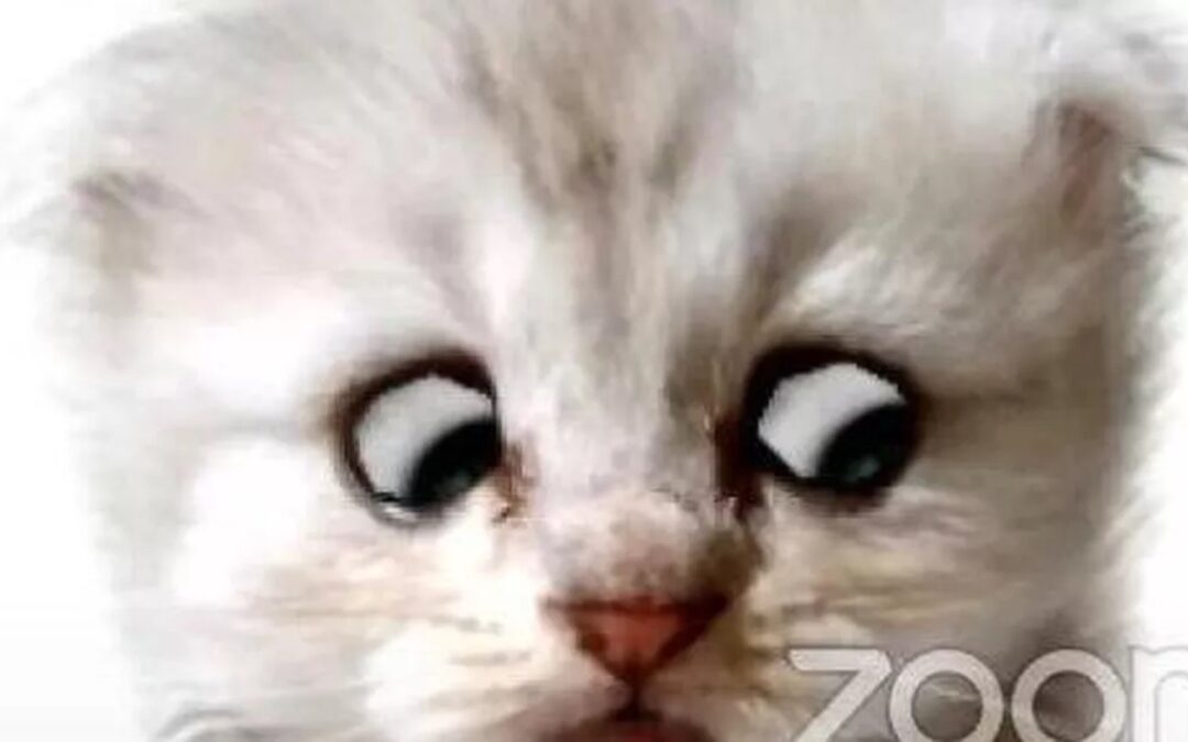 ¡No soy un gato! Abogado llega a audiencia virtual con filtro de zoom y se vuelve viral