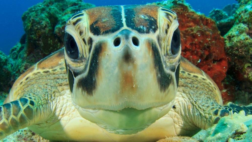 Descubren tortugas contaminadas con más de 4.000 químicos tóxicos en sus cuerpos