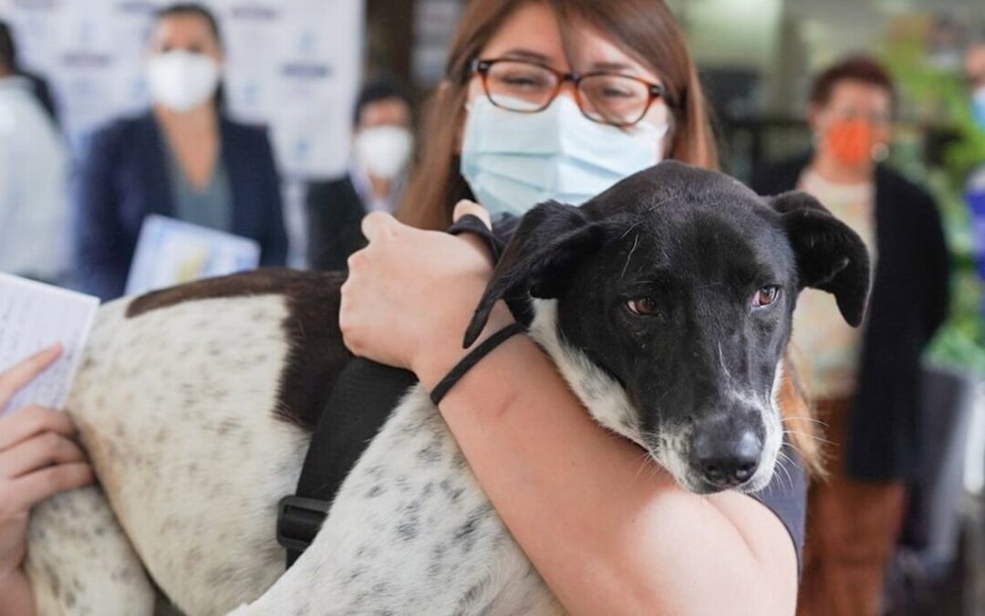 Al menos 75 personas recibieron vacunas caninas para coronavirus en Chile
