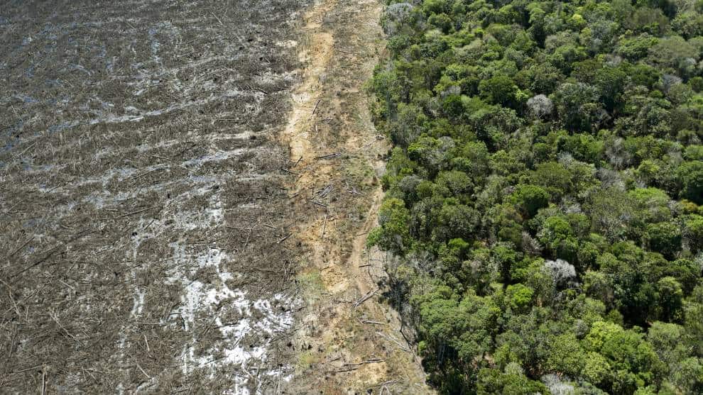 La Amazonía brasileña liberó más carbono del que absorbió en los últimos 10 años
