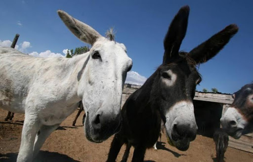 Bolivia apuesta por tratar a enfermos de covid-19 con suero de plasma de burros