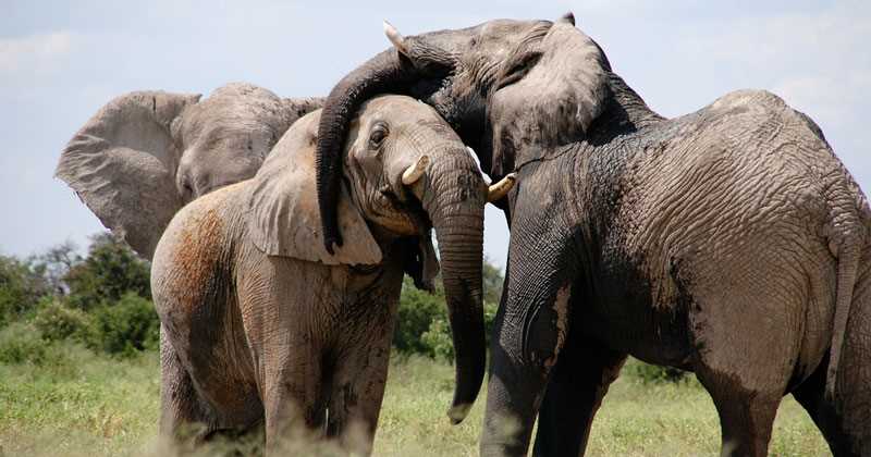 Estudio revela que los elefantes resuelven los problemas con su personalidad