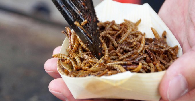 En Portugal aprobaron una nueva dieta de proteínas cuyo ingrediente principal son insectos