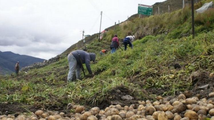 Mérida: Más de 10 mil productores agropecuarios están afectados por las lluvias