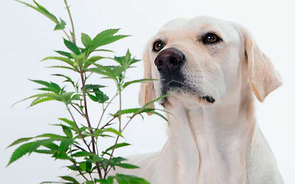 Colombia estudia la aprobación de productos veterinarios a base de cannabis