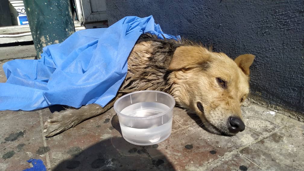 Un perro fue rescatado del río Guaire por paramédicos viales