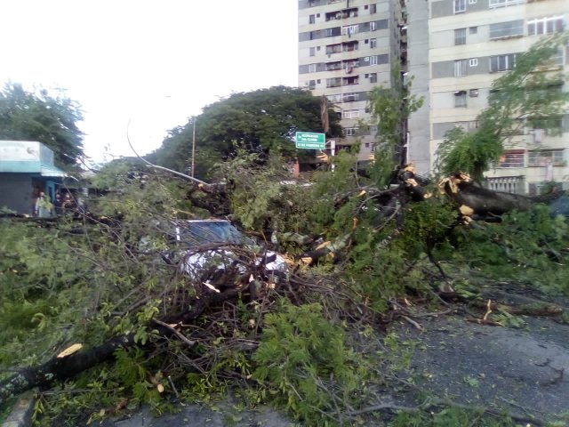 Miranda: Reportan un fallecido y varios heridos tras caer un árbol en sector El Samán de Guarenas