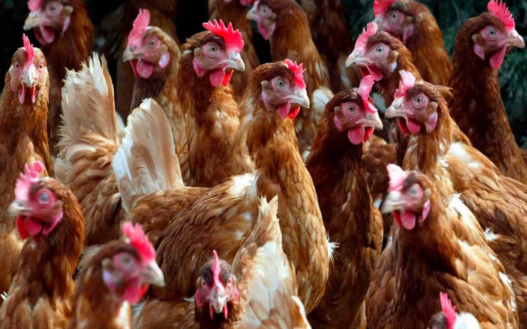 Francia: Sacrifican 16 millones de aves por el brote de gripe aviar