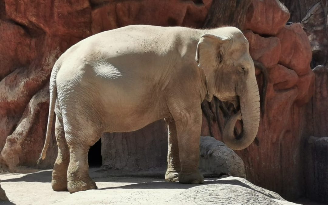 Un elefante ayuda a rescatar a un antílope que cayó al agua en un zoológico de Guatemala