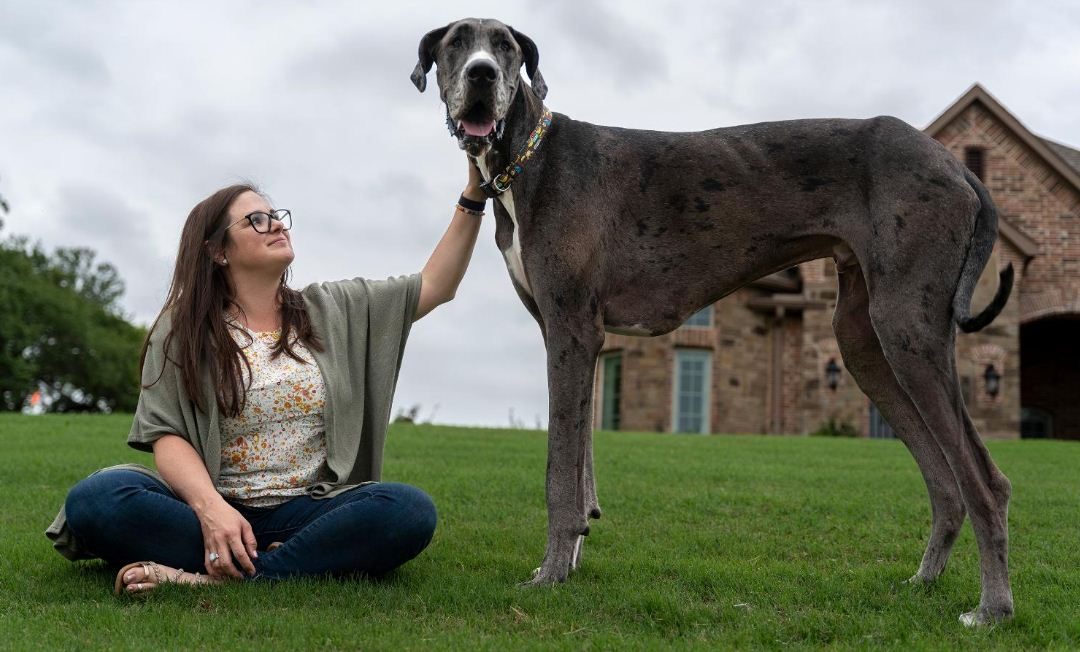 El perro Gran Danés “Más alto del mundo” vive en Texas