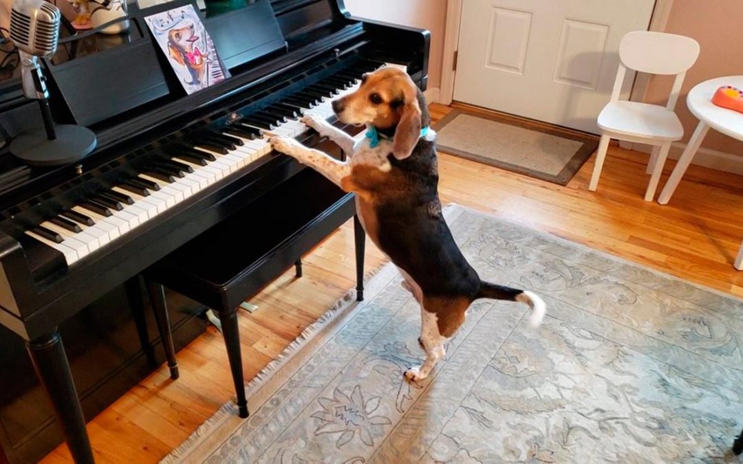 Insólito: Una perra ‘músico’ ‘toca’ el piano y no para de ‘cantar’ con aullidos