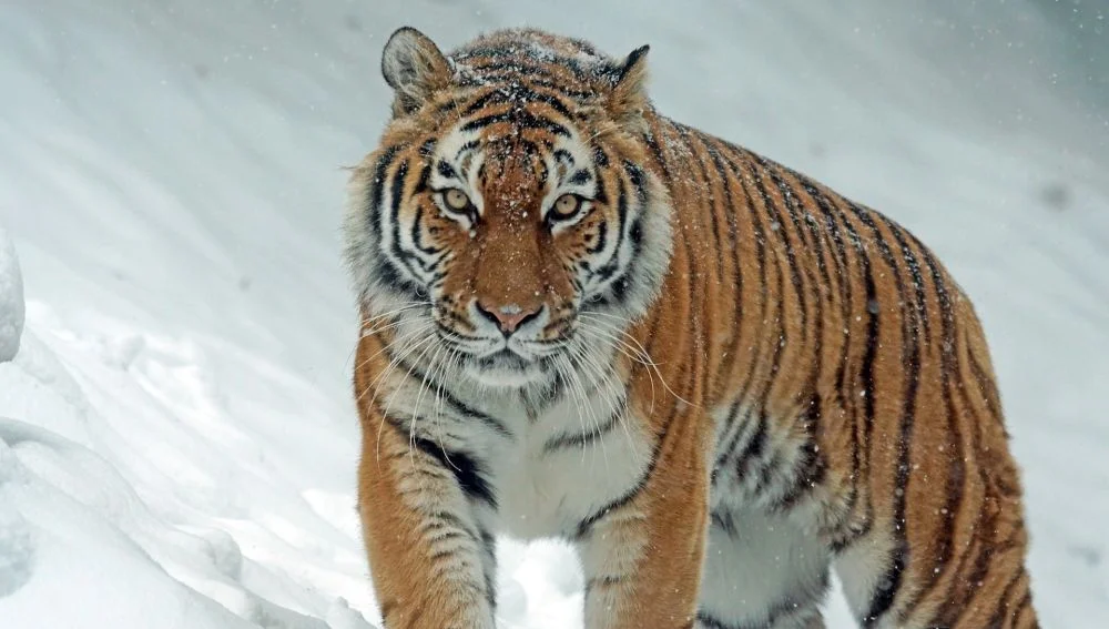 Encuentro mortal: hombre en Rusia sigue al tigre siberiano que atacó a su perro, y el felino lo mata