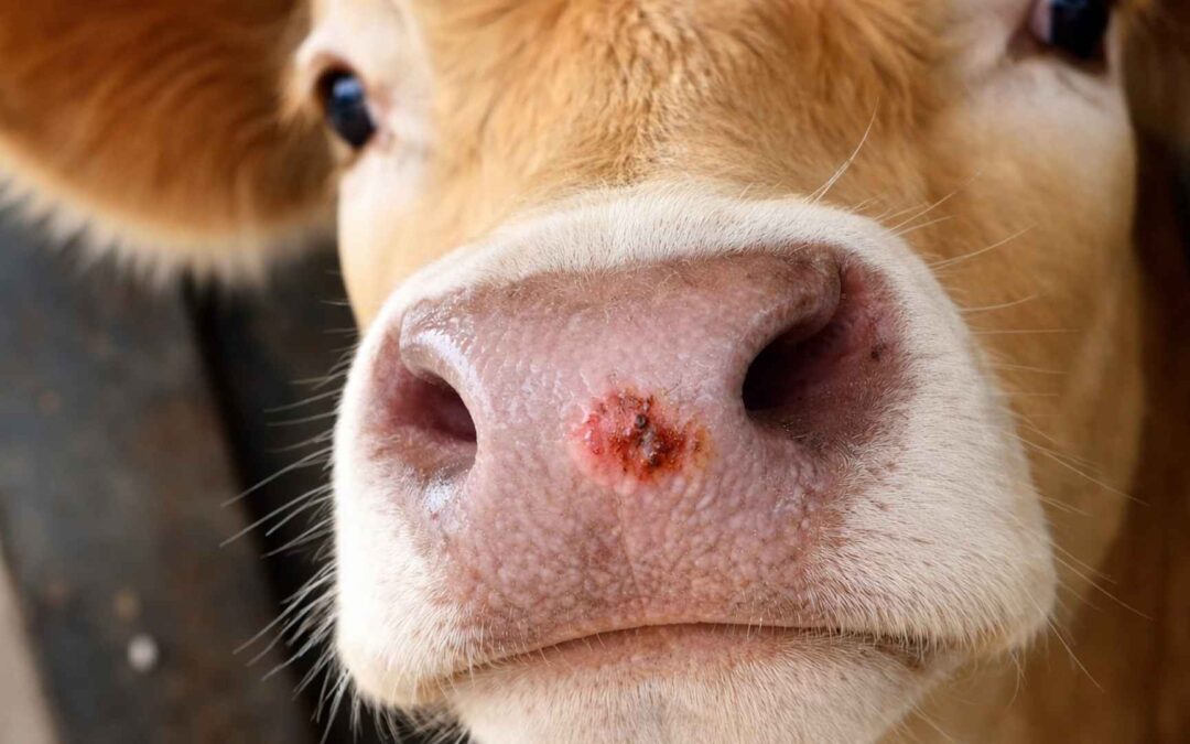 Venezuela avanza en erradicación de fiebre aftosa: sellan plan nacional de vacunación 2026